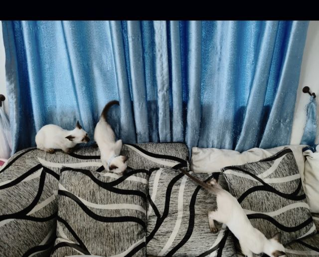 วิเชียรมาศเเท้