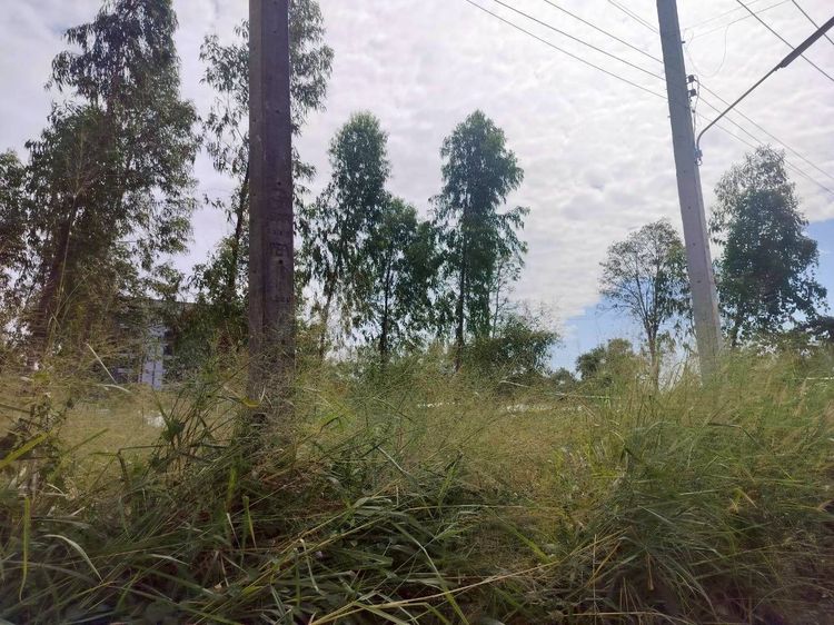 ดินเปล่า 3 โฉนด แบ่งแปลงแล้ว ซื้อยกแปลงได้ หรือ ซื้อแบ่งแปลงได้ ตรว.ละ 12,000 บาท รูปที่ 4