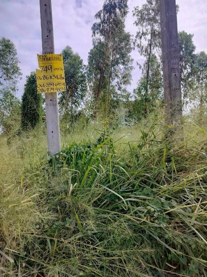 ดินเปล่า 3 โฉนด แบ่งแปลงแล้ว ซื้อยกแปลงได้ หรือ ซื้อแบ่งแปลงได้ ตรว.ละ 12,000 บาท รูปที่ 3