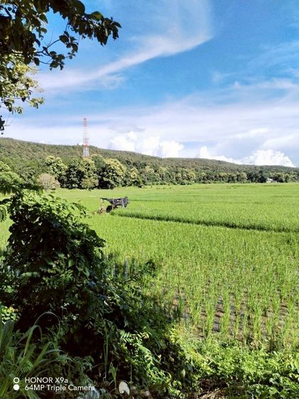 ที่ดินแปลงสวย พื้นที่ขนาด 12 ไร่ 90.7 ตารางวา รูปที่ 2