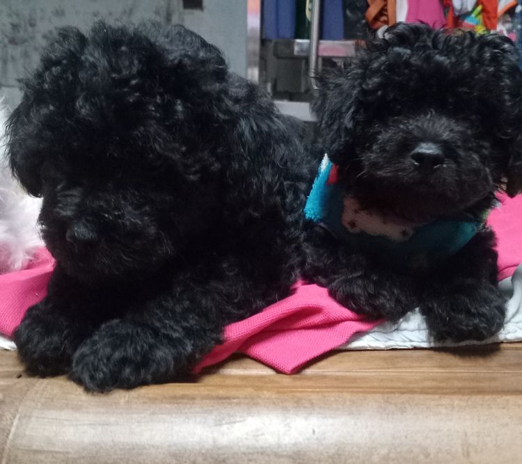 พุดเดิ้ล (Poodle) เล็ก ขายลูกสุนัขพันธุ์พุดเดิ้ล
