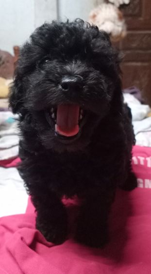 ขายลูกสุนัขพันธุ์พุดเดิ้ล รูปที่ 4