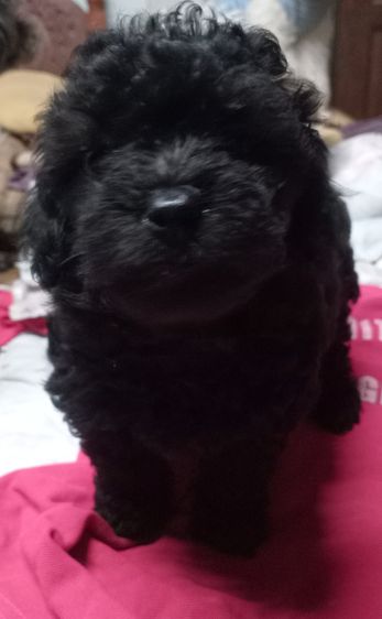 ขายลูกสุนัขพันธุ์พุดเดิ้ล รูปที่ 7