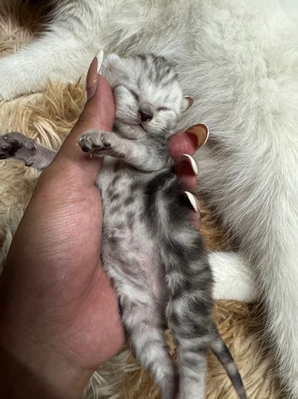 แมวเปอร์เซียผสม รูปที่ 2