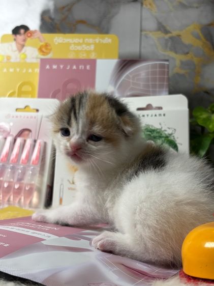 สก๊อสติสเปอร์เซียร์ รูปที่ 2