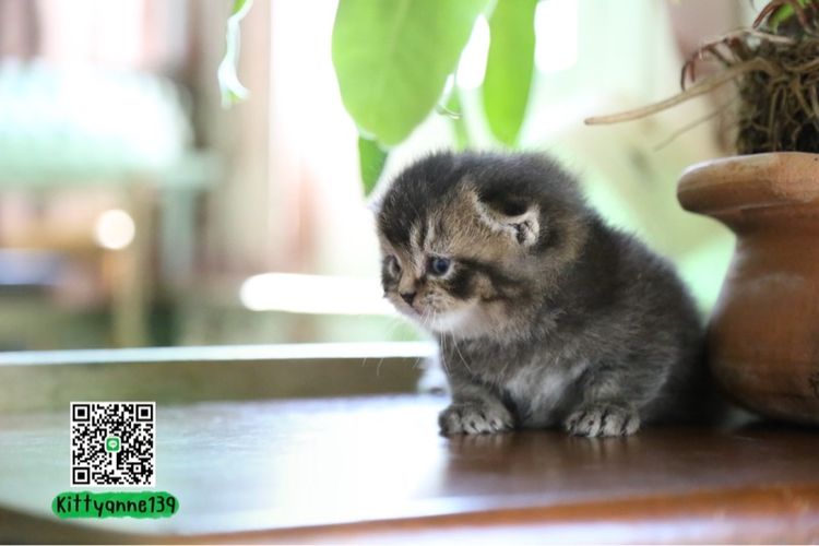 เปอร์เซียผสมบริติชพ่อพกใบwcf  รูปที่ 14