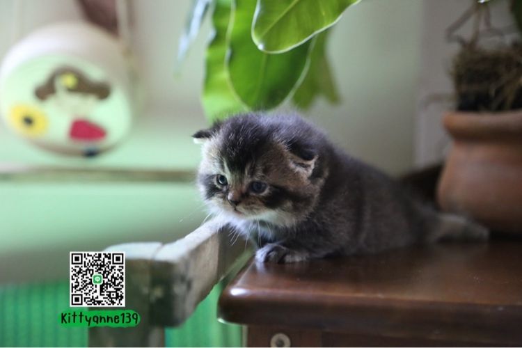 เปอร์เซียผสมบริติชพ่อพกใบwcf  รูปที่ 11