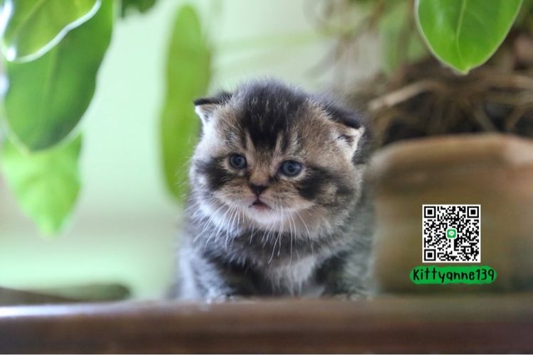 เปอร์เซีย (Persian) เปอร์เซียผสมบริติชพ่อพกใบwcf 