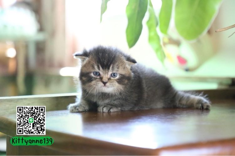 เปอร์เซียผสมบริติชพ่อพกใบwcf  รูปที่ 15