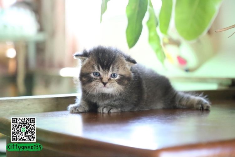 เปอร์เซียผสมบริติชพ่อพกใบwcf  รูปที่ 12