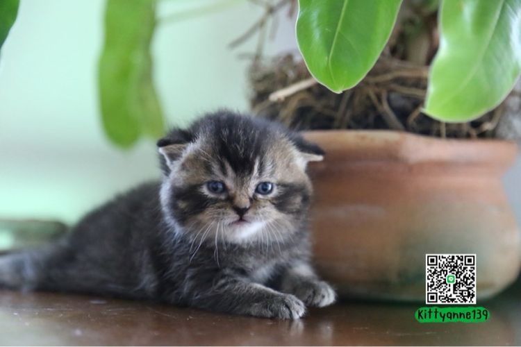 เปอร์เซียผสมบริติชพ่อพกใบwcf  รูปที่ 2