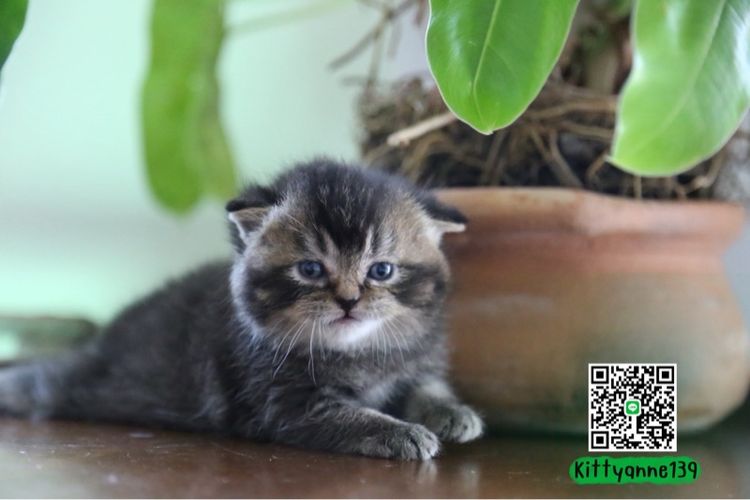 เปอร์เซียผสมบริติชพ่อพกใบwcf  รูปที่ 8