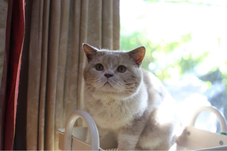 เปอร์เซียผสมบริติชพ่อพกใบwcf  รูปที่ 17