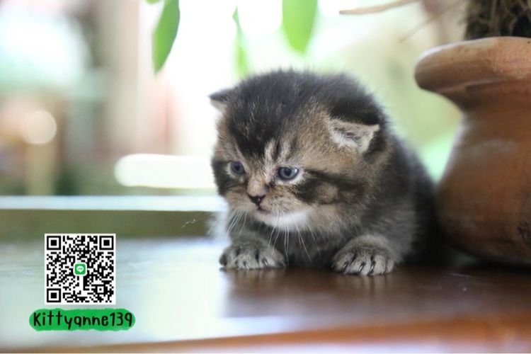 เปอร์เซียผสมบริติชพ่อพกใบwcf  รูปที่ 9