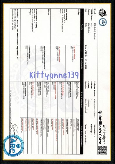 เปอร์เซียผสมบริติชพ่อพกใบwcf  รูปที่ 18