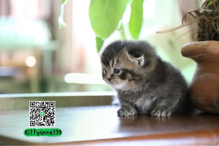 เปอร์เซียผสมบริติชพ่อพกใบwcf  รูปที่ 7