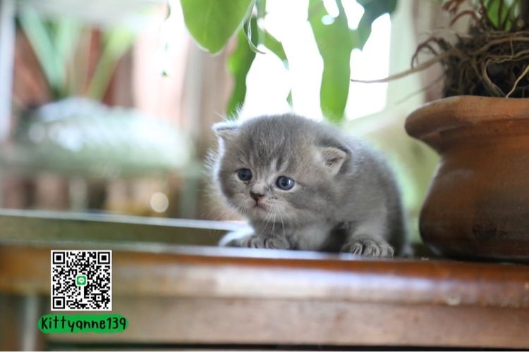 แมวเปอร์เซียผสมบริติชwcf  รูปที่ 12