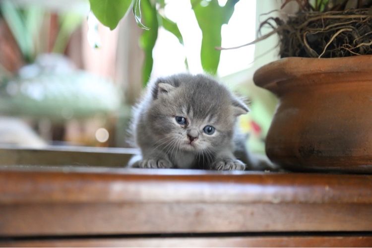 แมวเปอร์เซียผสมบริติชwcf  รูปที่ 4