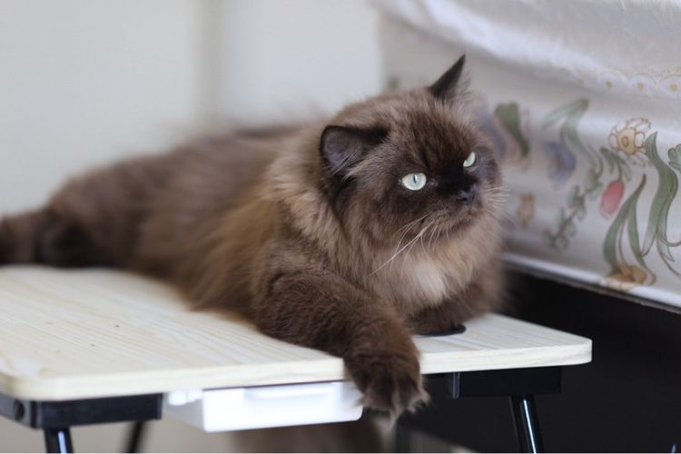 แมวเปอร์เซียผสมบริติชwcf  รูปที่ 17