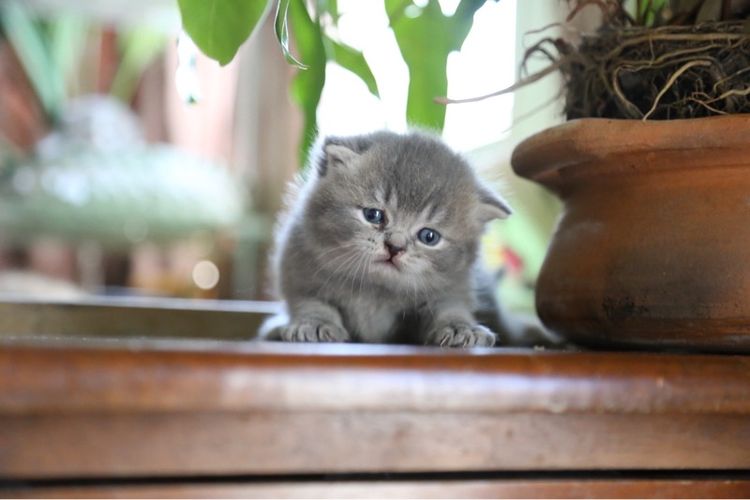 แมวเปอร์เซียผสมบริติชwcf  รูปที่ 3