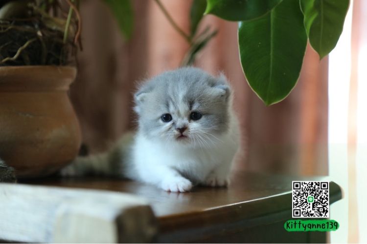 แมวเปอร์เซียผสมบริติชwcf  รูปที่ 8