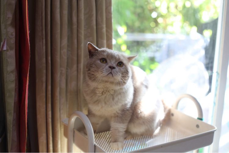 แมวเปอร์เซียผสมบริติชwcf  รูปที่ 16