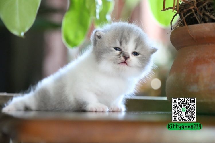 แมวเปอร์เซียผสมบริติชwcf  รูปที่ 3