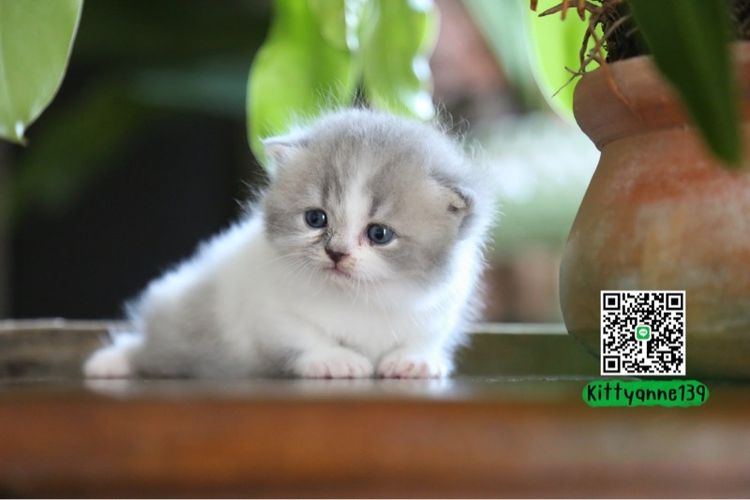 แมวเปอร์เซียผสมบริติชwcf  รูปที่ 2