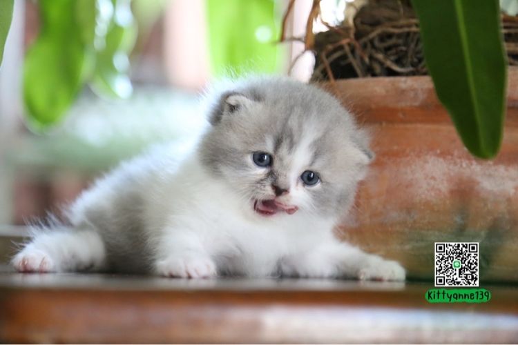 แมวเปอร์เซียผสมบริติชwcf  รูปที่ 7