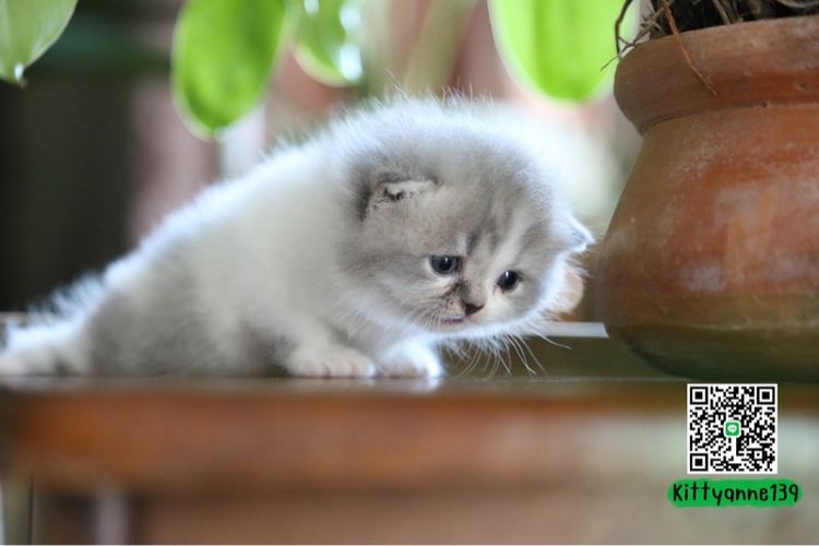 แมวเปอร์เซียผสมบริติชwcf  รูปที่ 13