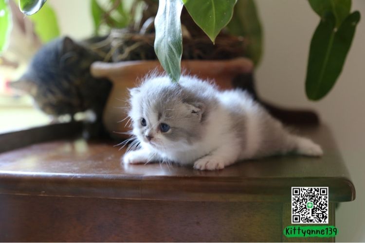 แมวเปอร์เซียผสมบริติชwcf  รูปที่ 10