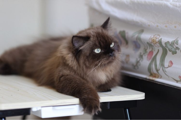 แมวเปอร์เซียผสมบริติชwcf  รูปที่ 18