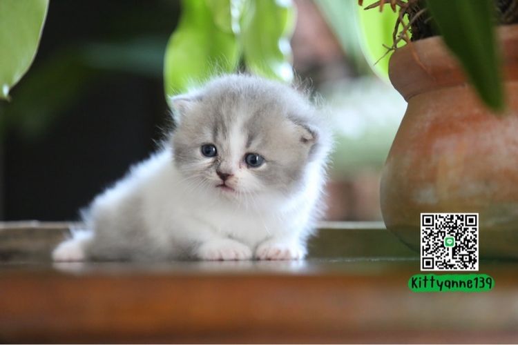 แมวเปอร์เซียผสมบริติชwcf  รูปที่ 5