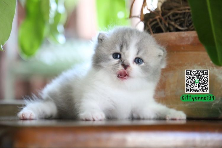 เปอร์เซีย (Persian) แมวเปอร์เซียผสมบริติชwcf 