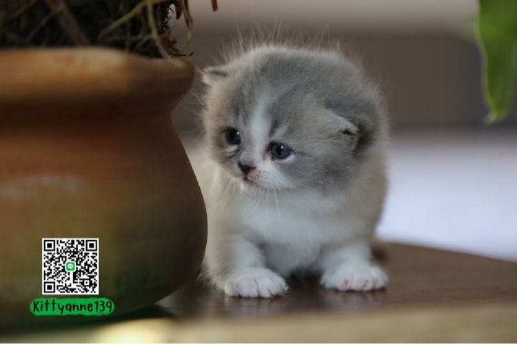 แมวเปอร์เซียผสมบริติชwcf  รูปที่ 15