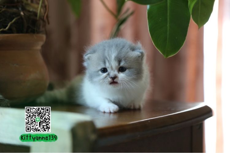 แมวเปอร์เซียผสมบริติชwcf  รูปที่ 11