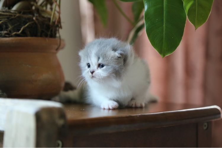 แมวเปอร์เซียผสมบริติชwcf  รูปที่ 14