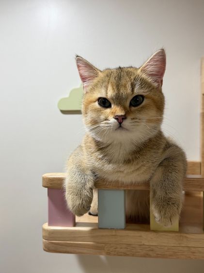 สาวน้อย บริติซ ชอทเเฮร์ รูปที่ 14