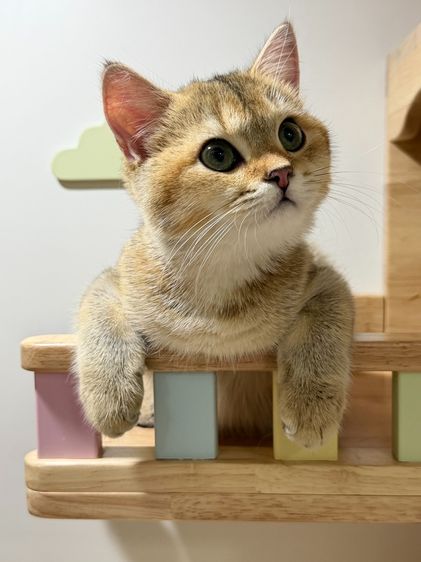 สาวน้อย บริติซ ชอทเเฮร์ รูปที่ 2