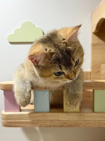 สาวน้อย บริติซ ชอทเเฮร์ รูปที่ 3