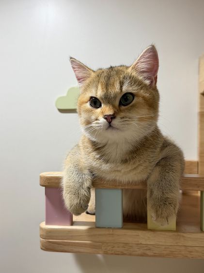 สาวน้อย บริติซ ชอทเเฮร์ รูปที่ 13