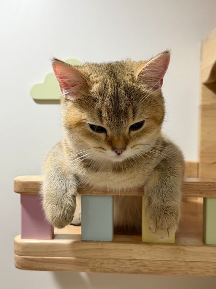 สาวน้อย บริติซ ชอทเเฮร์ รูปที่ 12