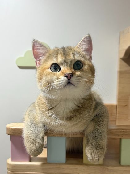 สาวน้อย บริติซ ชอทเเฮร์ รูปที่ 9