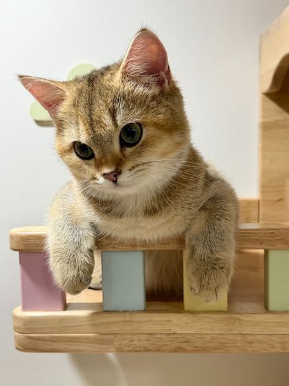 สาวน้อย บริติซ ชอทเเฮร์ รูปที่ 6