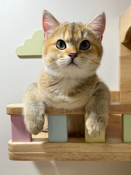 สาวน้อย บริติซ ชอทเเฮร์ รูปที่ 7