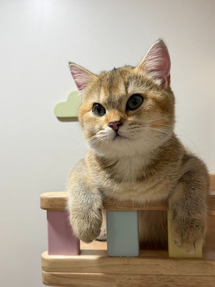 สาวน้อย บริติซ ชอทเเฮร์ รูปที่ 10