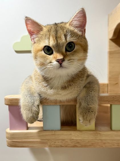 บริติช ชอร์ตแฮร์ (British Shorthair) สาวน้อย บริติซ ชอทเเฮร์