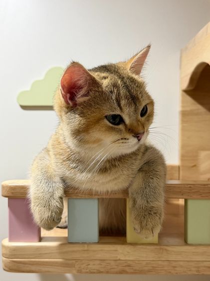 สาวน้อย บริติซ ชอทเเฮร์ รูปที่ 11