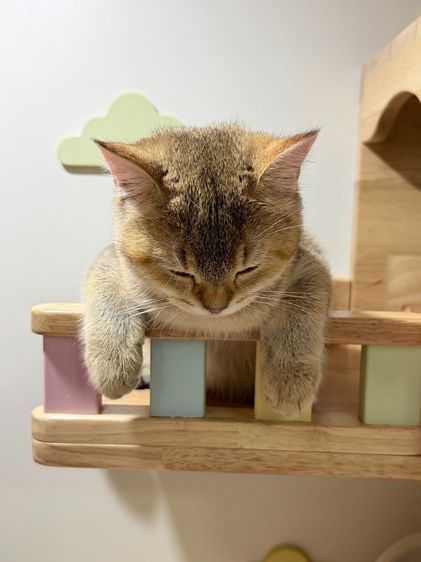 สาวน้อย บริติซ ชอทเเฮร์ รูปที่ 16