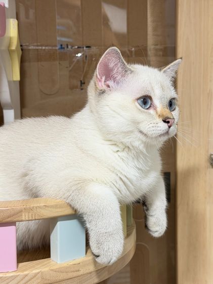 หนุ่มน้อย บริติซ ชอทเเฮร์ รูปที่ 12